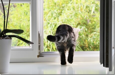 Tierärztliche Gemeinschaftspraxis für Kleintiere - Nichts wie weg hier Tierärztliche Gemeinschaftspraxis für Kleintiere - Nichts wie weg hier