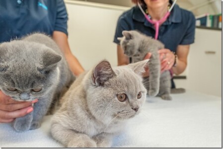 Kompetente Behandlung für alle Tiere Kompetente Behandlung für alle Tiere
