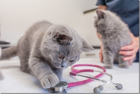 Spielerische Erkundungen medizinischer Geräte Spielerische Erkundungen medizinischer Geräte