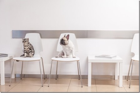 Das Wartezimmer der Kleintierpraxis Reithofen Das Wartezimmer der Kleintierpraxis Reithofen