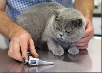 Vorsichtige Untersuchungen damit Ihr Haustier keine Angst verspürt Vorsichtige Untersuchungen damit Ihr Haustier keine Angst verspürt