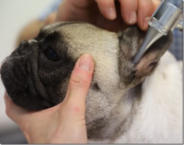 Auch Hunde können Ohrenschmerzen haben Auch Hunde können Ohrenschmerzen haben