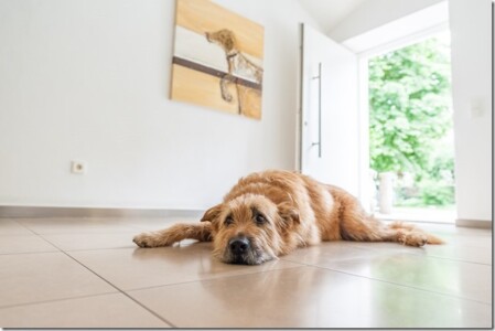 Tierärztliche Gemeinschaftspraxis für Kleintiere - Einfach Mal ausruhen Tierärztliche Gemeinschaftspraxis für Kleintiere - Einfach Mal ausruhen