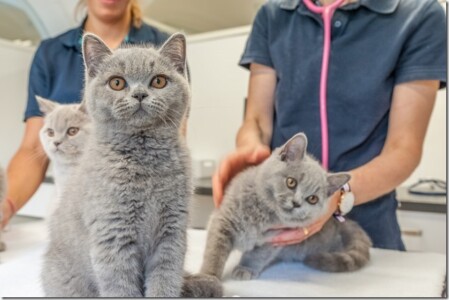 Die Behandlung der geduldigen Kätzchen Die Behandlung der geduldigen Kätzchen